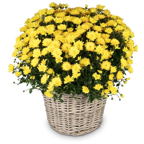 Magie d'automne (chrysanthème jaunes)