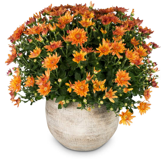 Ambiance d'automne (chrysanthème orange)