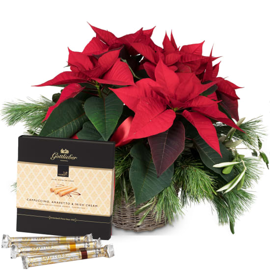 Zimmerpflanze «Christmas Dream» (Weihnachtsstern) mit Gottlieber Hüppen «Special Edition for Fleurop»