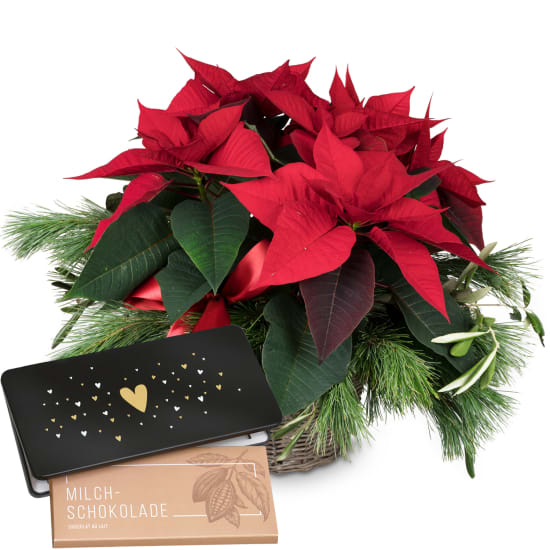 Zimmerpflanze «Christmas Dream» (Weihnachtsstern) mit Schoggi-Tafel Heart»