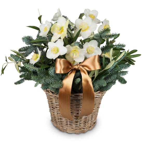 Rosa di Natale «Principessina delle nevi»