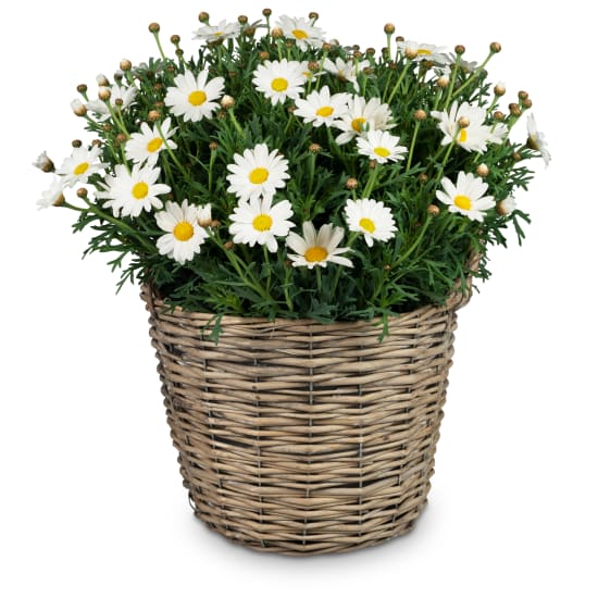 Airy & Light (potted marguerite)