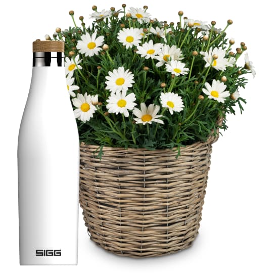 Airy & Light (marguerite) with SIGG water bottle Meridian White 0.5L