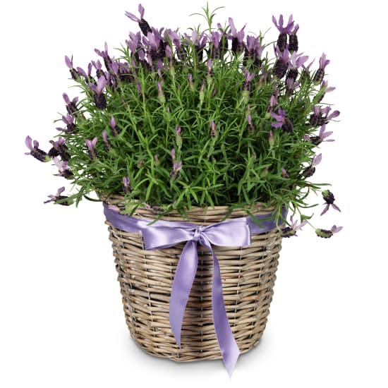 Lavender «Scented Summer Greeting»