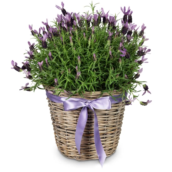 A basket of lavender