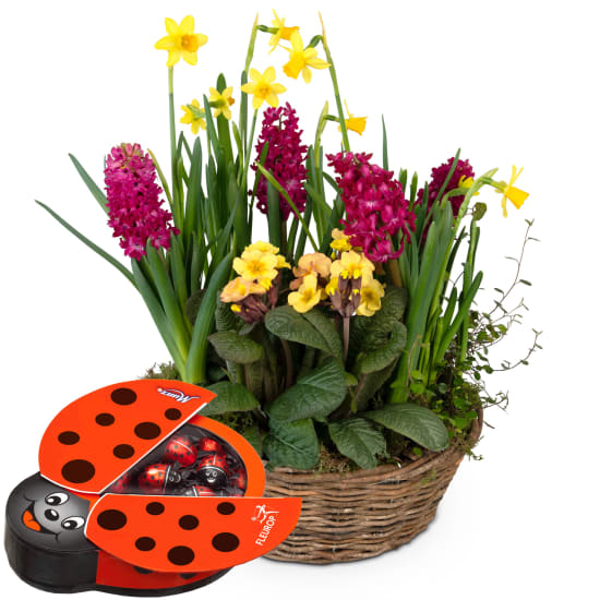 Pflanzenschale «Verspieltes Frühlingsgärtchen» mit Munz Schoggi-Glückskäfer