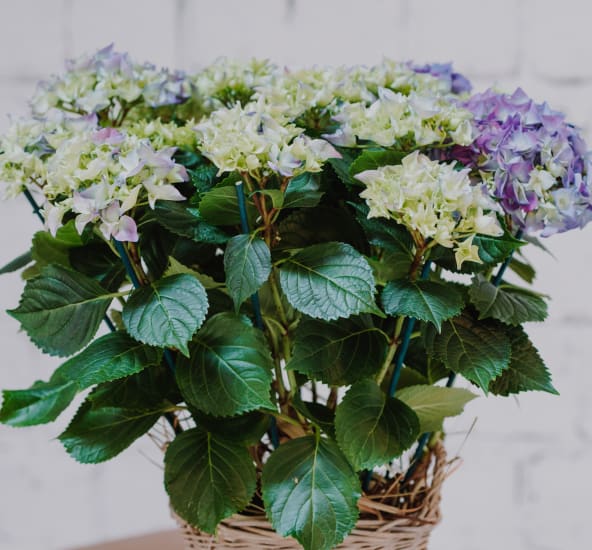 Hydrangea «We Miss You» (blue, for the cemetery)