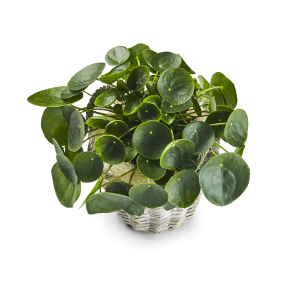 Pilea