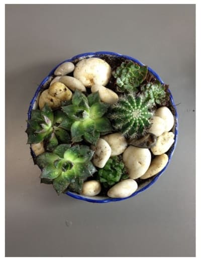 Arrangement of Plants