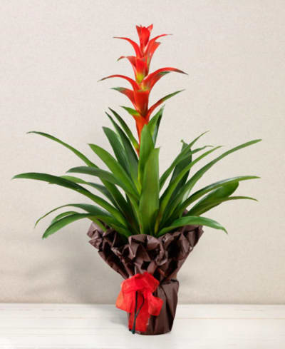 Guzmania