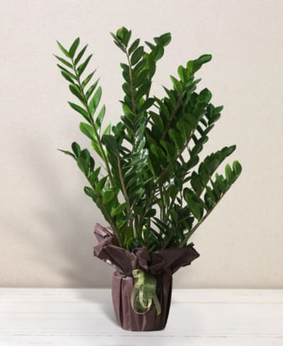Zamioculcas
