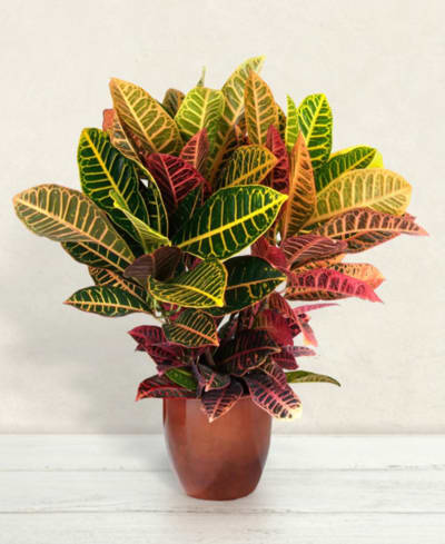Croton