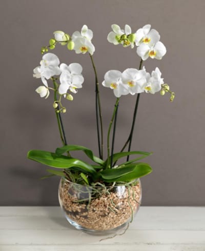 Orchid in glass bowl