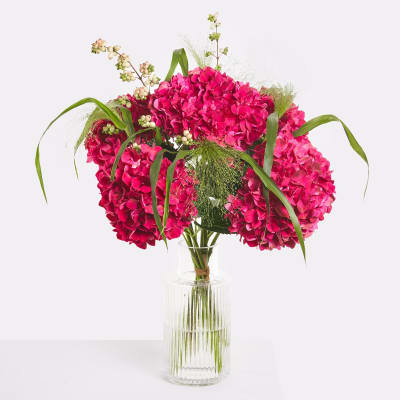 Hydrangea Delight
