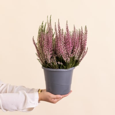 Pot de bruyere