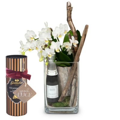 Zimmerpflanze «Natürlich und edel» (Orchidee in Vase) mit Prosecco Albino Armani DOC (20 cl) und Gottlieber Cacaomandeln mit «Good Luck»-Anhänger