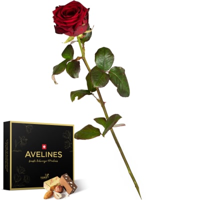 1 rote Rose mit Avelines Pralinés von Maestrani