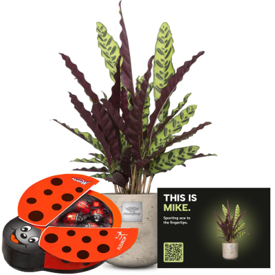 Männerpflanze «Das ist Mike» (Calathea) mit Munz Schoggi-Glückskäfer