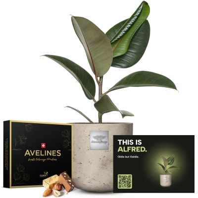 Männerpflanze «Das ist Alfred» (Ficus elastica \'Robusta\') mit Avelines Pralinés von Maestrani