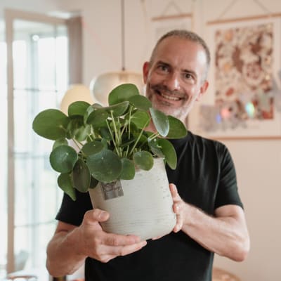 Männerpflanze «Das ist Neil» (Pilea peperomioides)