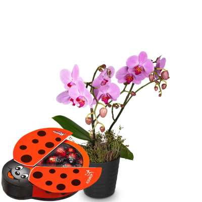 Zimmerpflanze «Pink Dream» (Orchidee) mit Munz Schoggi-Glückskäfer