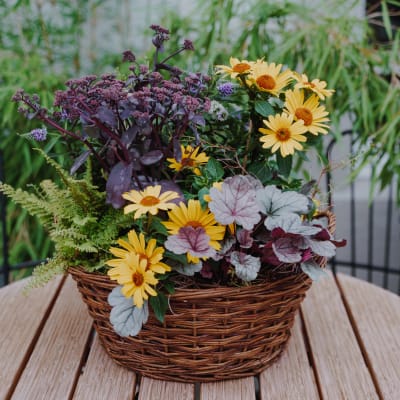 Pflanzenschale «Indian Summer Garden»