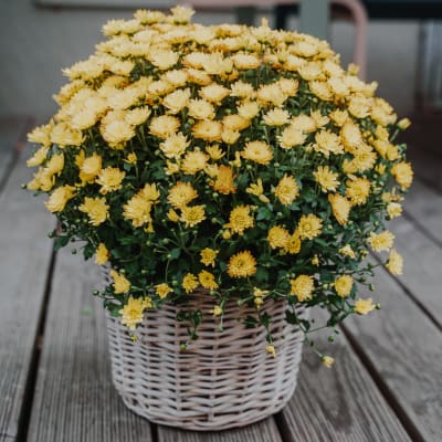 Chrysantheme «Herbstzauber» (gelb)