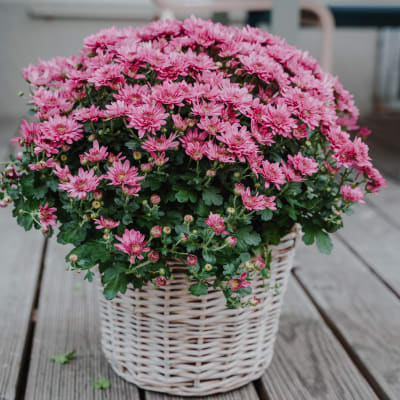 Chrysantheme «Herbstzauber» (rosa)