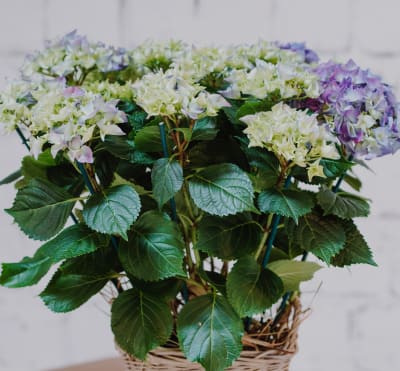 Hortensie «Du fehlst uns» (blau, für den Friedhof)