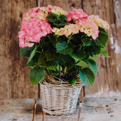Hortensie «In Liebe» (rosa, für den Friedhof)