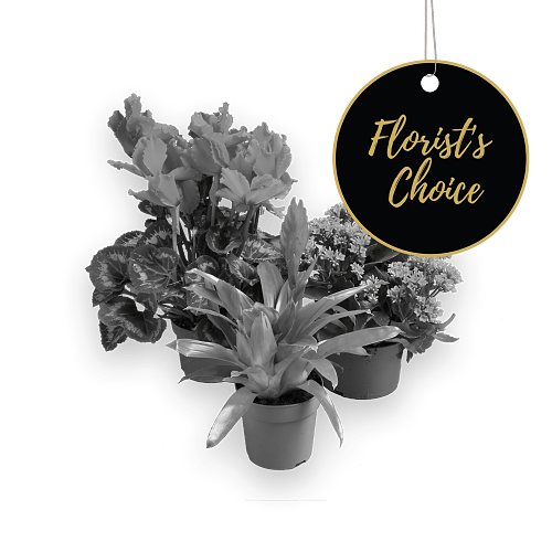 Single plant  florist\'s choice