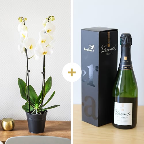 Candide et Champagne - Orchid and champagne