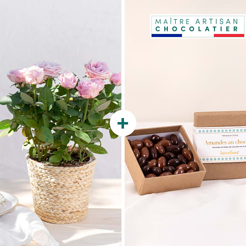 Rose plant and chocolates