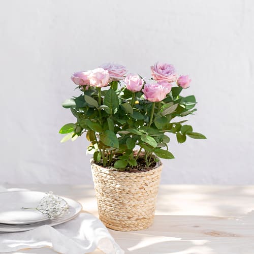 Rosebush