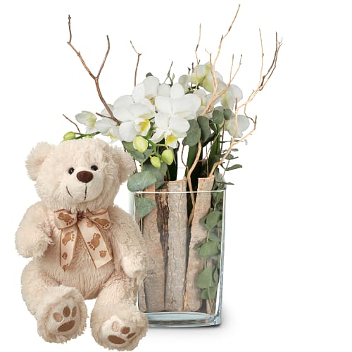 Zimmerpflanze «Lifestyle» (Orchidee in Vase) mit Teddybär «Bianca»