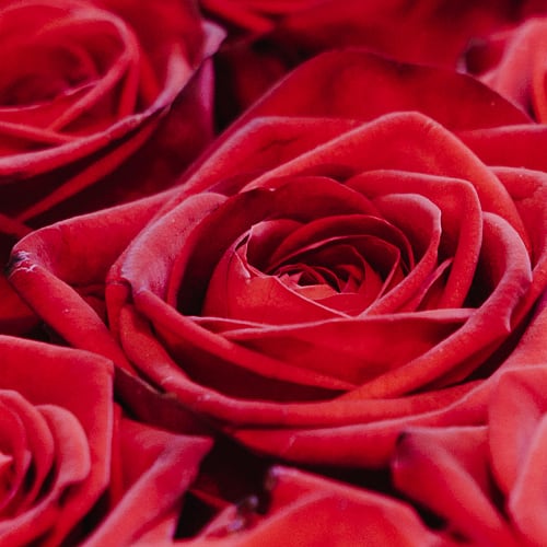 Flower bouquet «Red Roses»