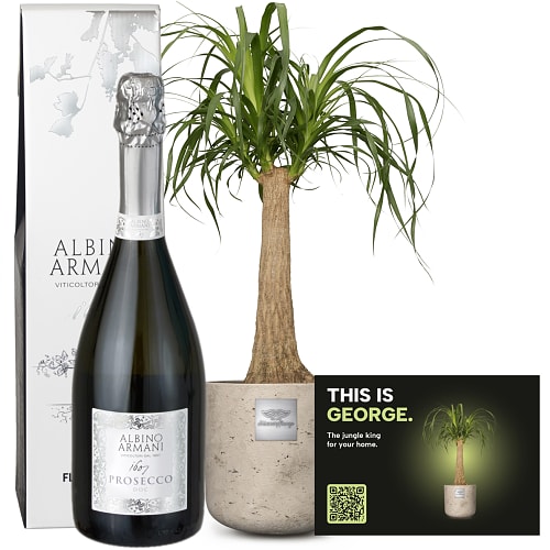 Männerpflanze «Questo è George» (Beaucarnea recurvata) con Prosecco Albino Armani DOC (75 cl)