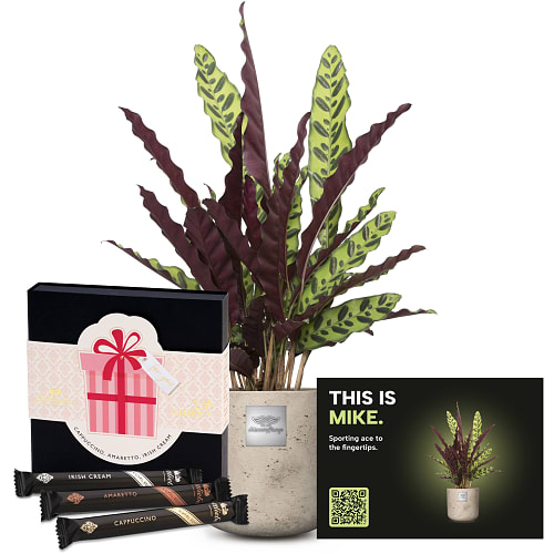 Männerpflanze «Voici Mike» (Calathea) avec gaufrettes Gottlieber Hüppen «For You»