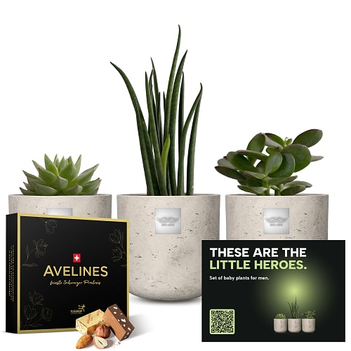 Baby-Männerpflanzen-Set «Little Heroes» mit Avelines Pralinés von Maestrani