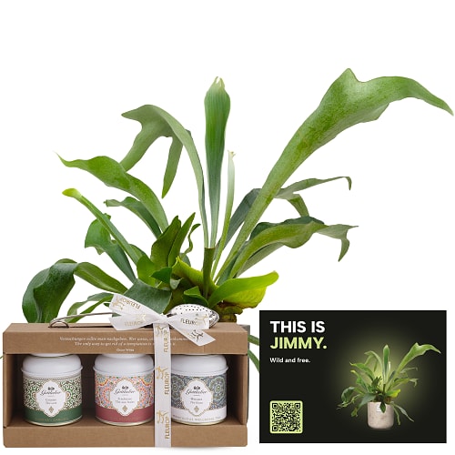Männerpflanze «Voici Jimmy» (Platycerium bifurcatum) avec coffret cadeau de thés Gottlieber