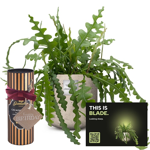 Männerpflanze «Voici Blade» (Epiphyllum anguliger) avec amandes au cacao Gottlieber et étiquette à suspendre «Happy Birthday»