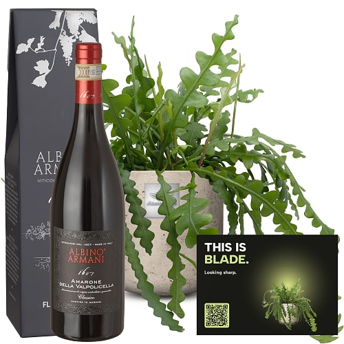 Männerpflanze «Das ist Blade» (Epiphyllum anguliger) mit Amarone Albino Armani DOCG (75 cl)