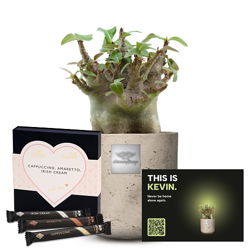 Männerpflanze «Voici Kevin» (Adenium obesum) avec gaufrettes Gottlieber Hüppen «With Love»