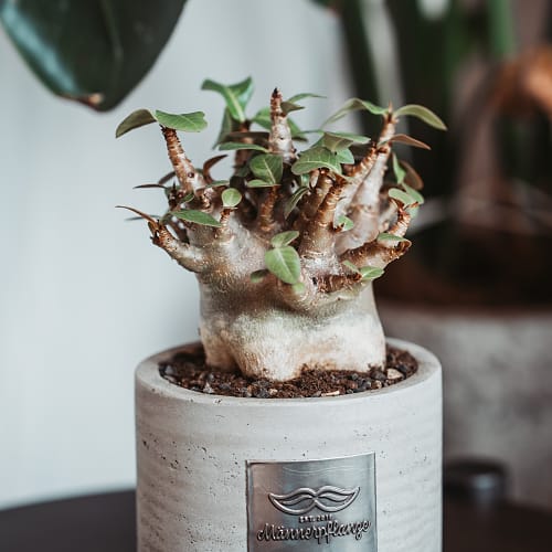 Männerpflanze «Voici Kevin» (Adenium obesum)