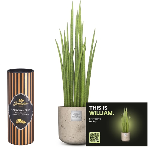 Männerpflanze «Voici William» (Sansevieria Mikado) avec amandes au cacao Gottlieber