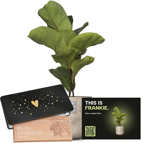 Männerpflanze «Voici Frankie» (Ficus lyrata bambino) avec Munz tablette de chocolat «Heart»