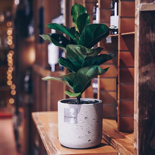 Männerpflanze «This is Frankie» (Ficus lyrata bambino)