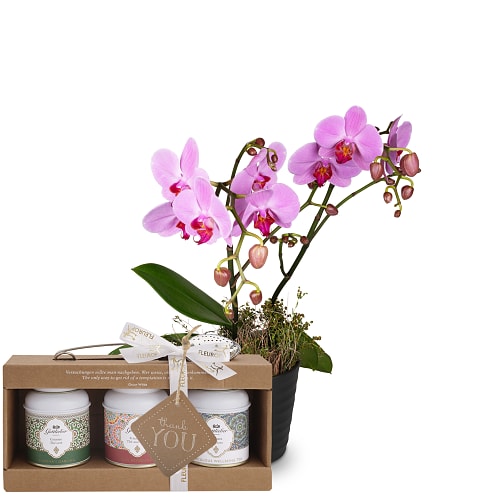 Zimmerpflanze «Pink Dream» (Orchidee) mit Gottlieber Tee Geschenk-Set und «Thank You»-Anhänger