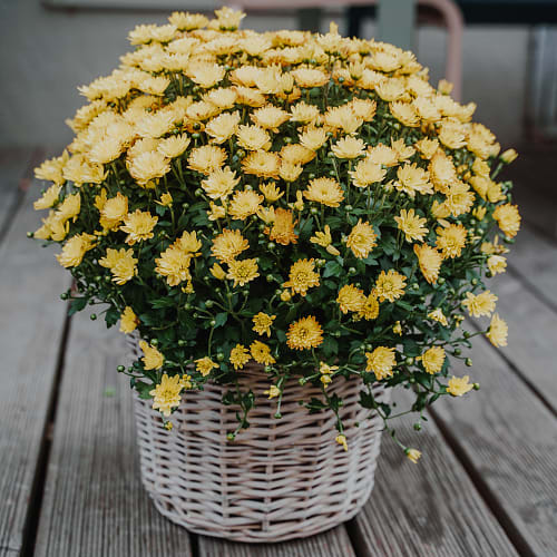 Chrysantheme Herbstzauber (gelb)