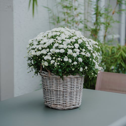 Chrysantheme Herbstzauber (weiß)